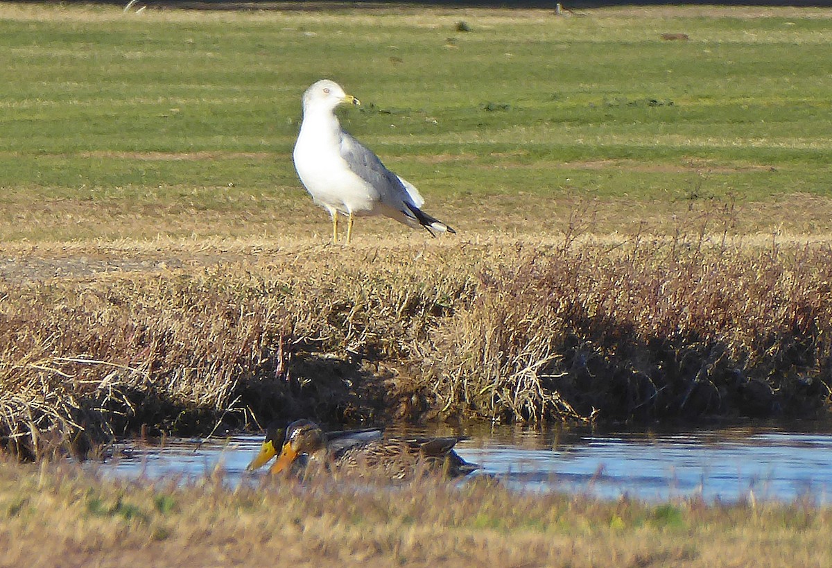 Ring-billed Gull - ML401819171