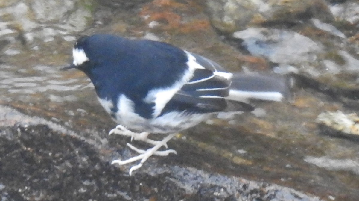 Little Forktail - ML401820291