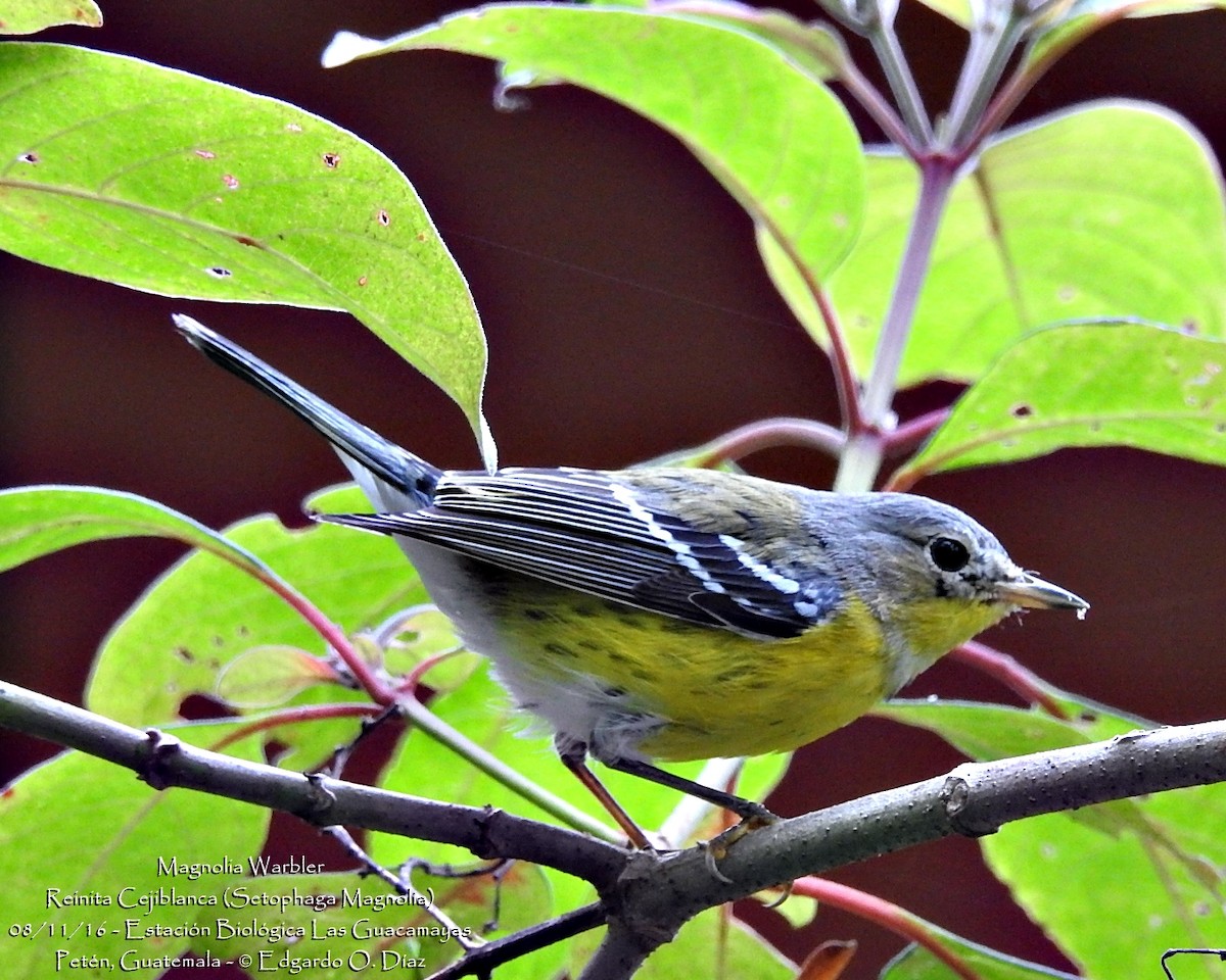 Magnolia Warbler - ML40182141