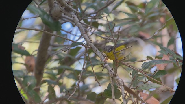 Magnolia Warbler - ML401821591