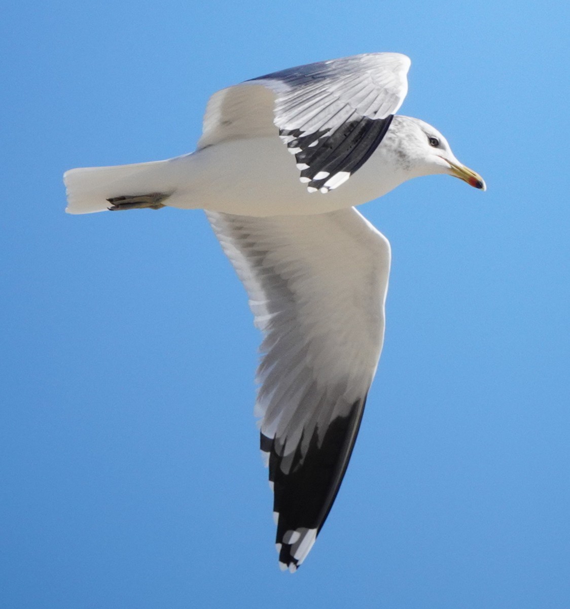 California Gull - ML401821651