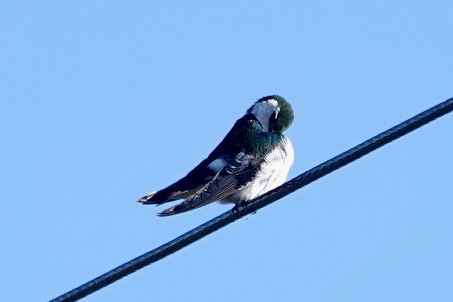 Violet-green Swallow - Susan Goodrich