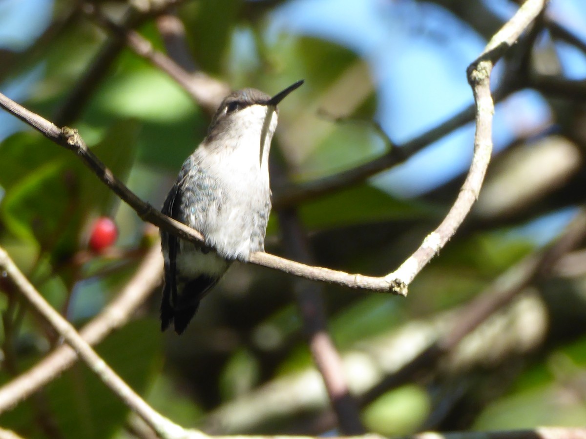 Bee Hummingbird - elwood bracey