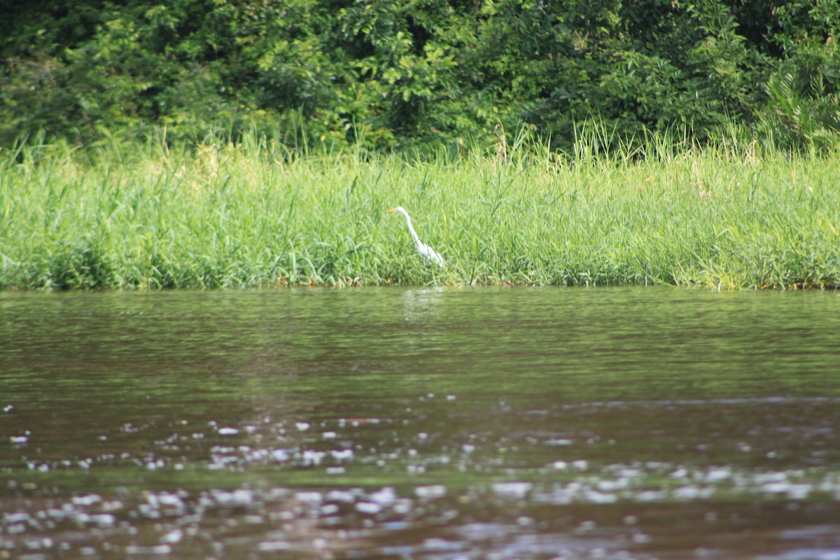 Great Egret - Heidi Warner