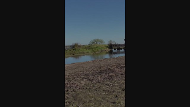 Roseate Spoonbill - ML401823291