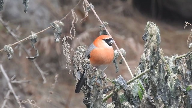 Bouvreuil à tête rouge - ML401826041