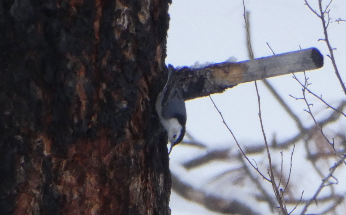 White-breasted Nuthatch - ML401826361