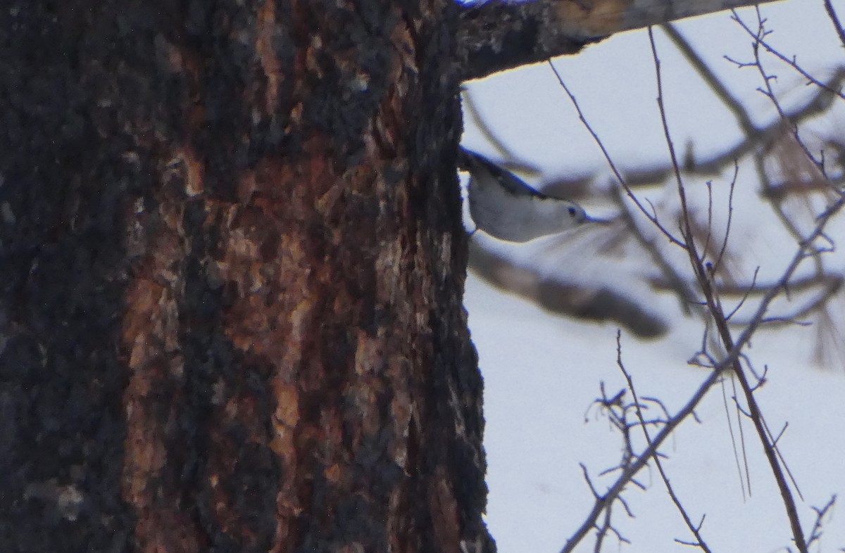 White-breasted Nuthatch - T A