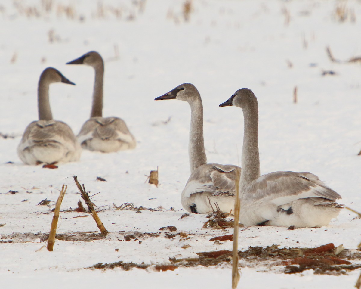 Trumpeter Swan - ML401828871