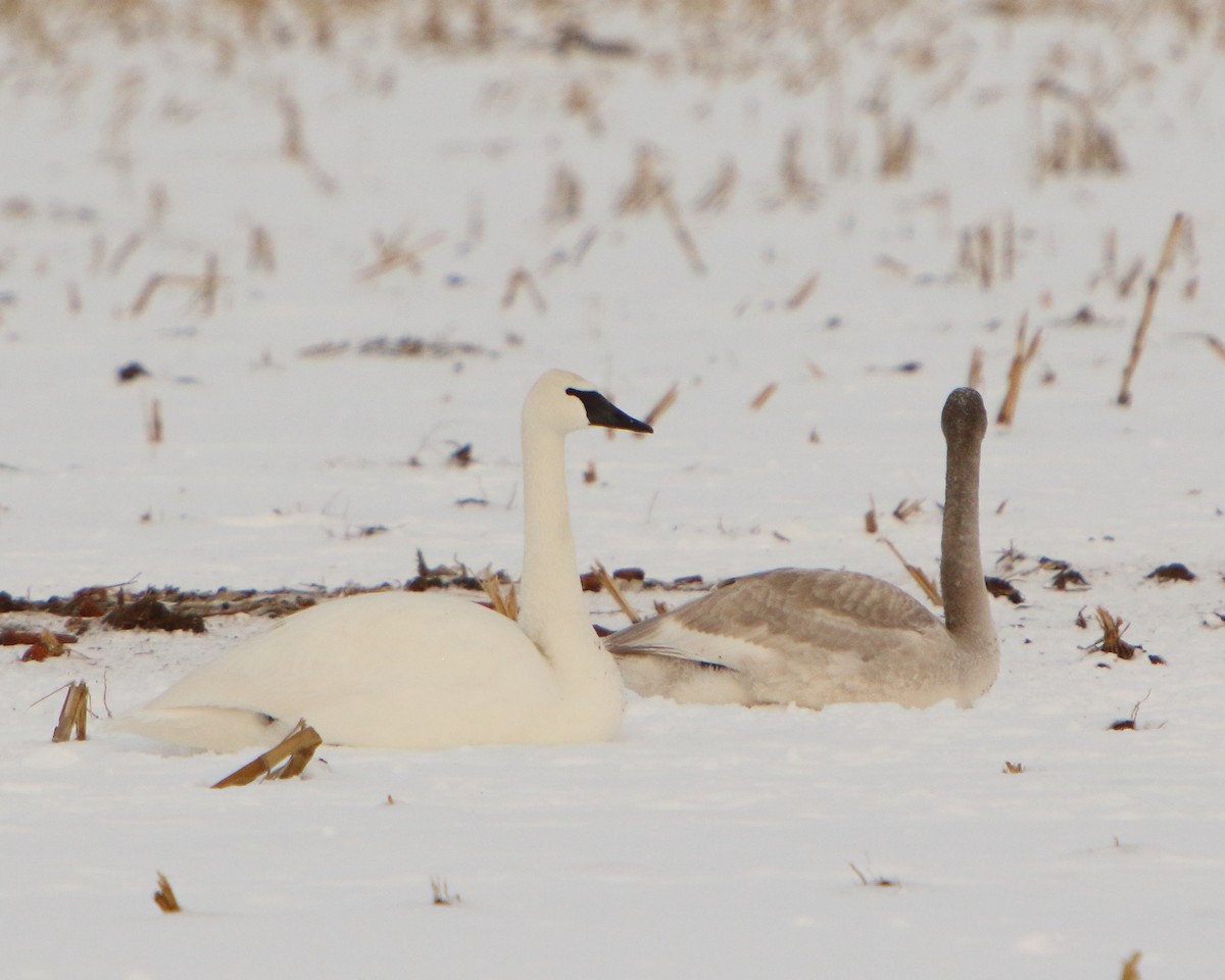 Trumpeter Swan - ML401828891