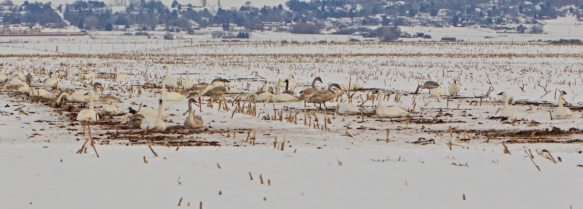 Trumpeter Swan - ML401828951