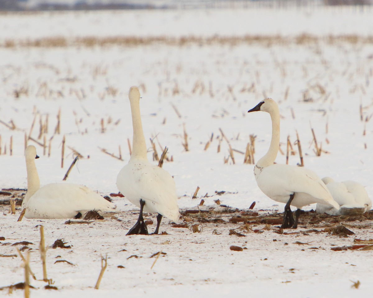 Trumpeter Swan - ML401828961