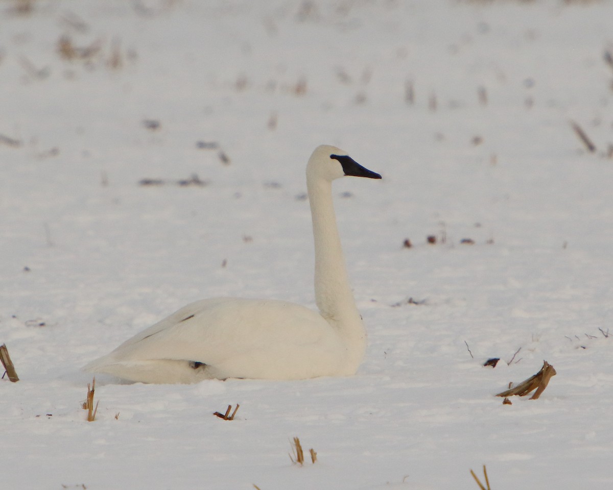 Trumpeter Swan - ML401829191