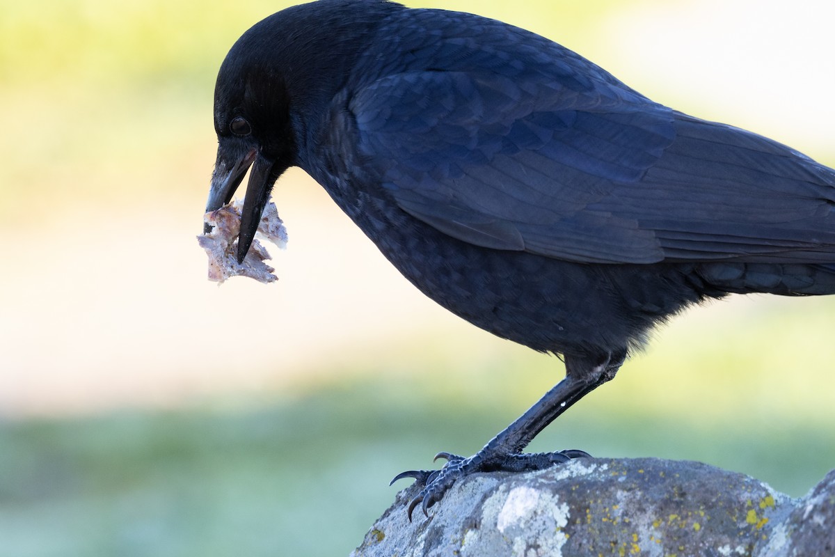 American Crow - ML401829201