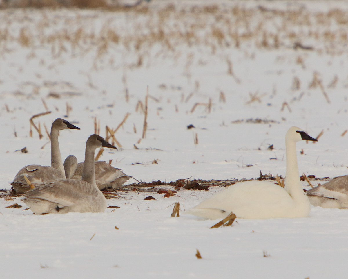 Trumpeter Swan - ML401829211