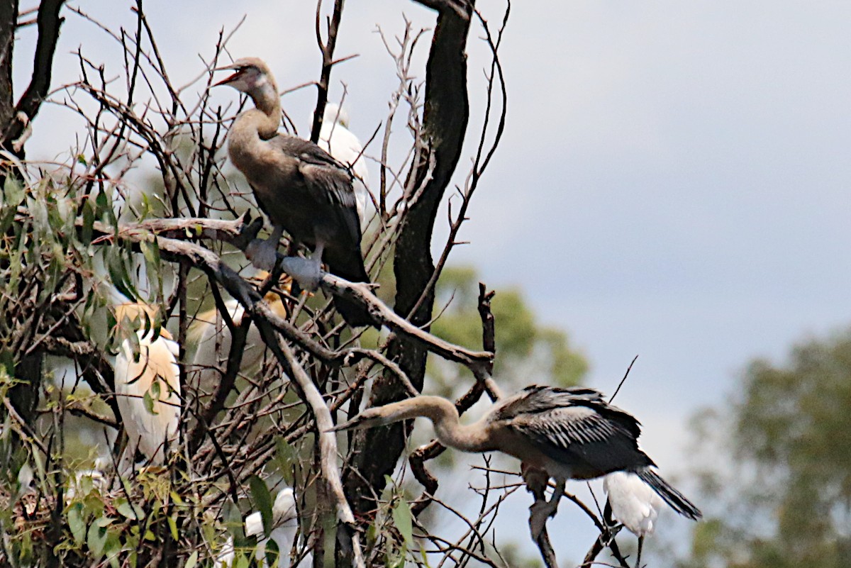 Australasian Darter - ML401830931