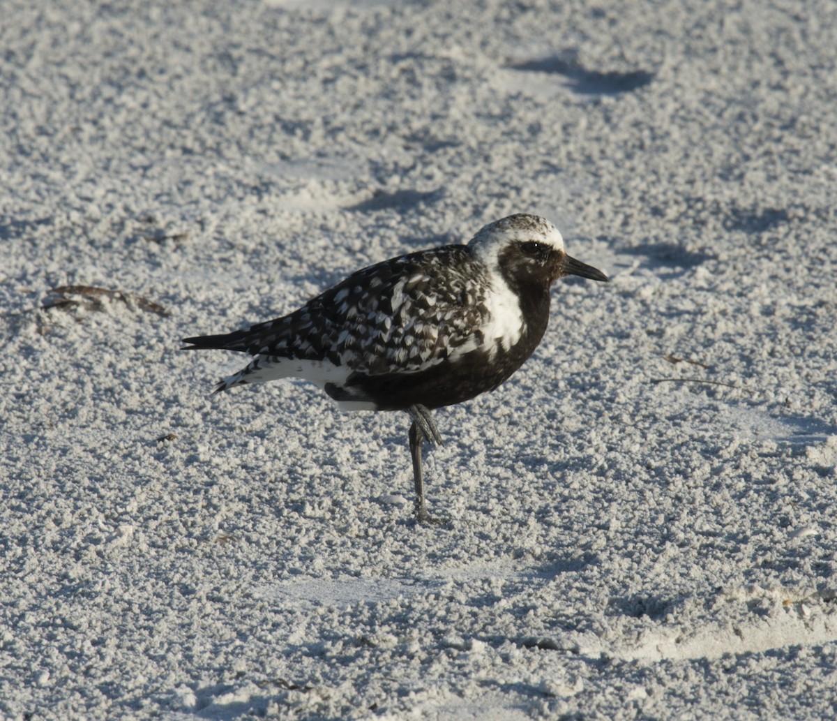 Black-bellied Plover - ML401831231