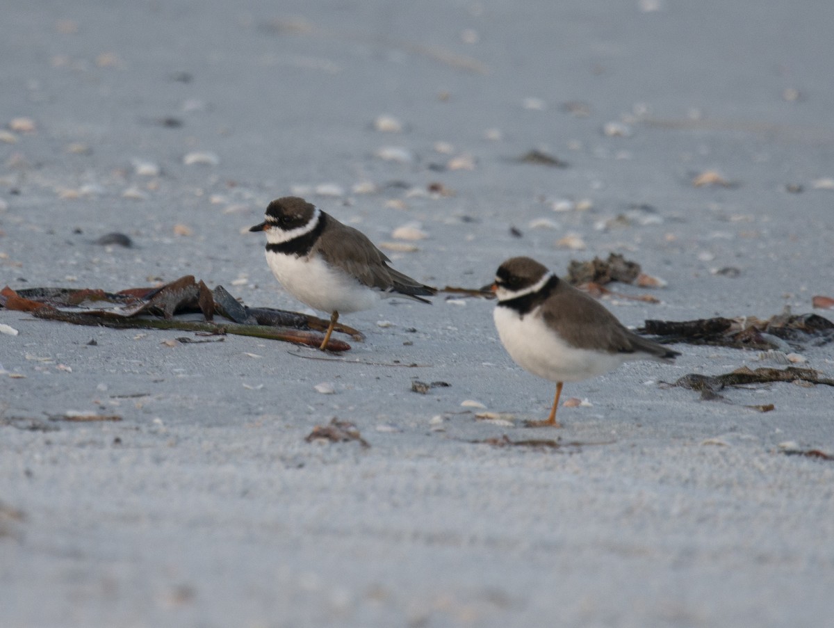 Semipalmated Plover - ML401831481