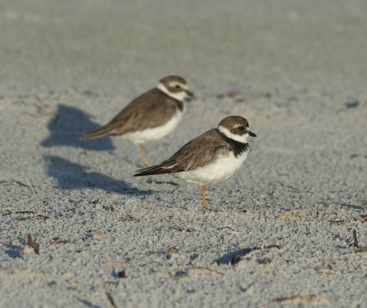 Semipalmated Plover - ML401831491