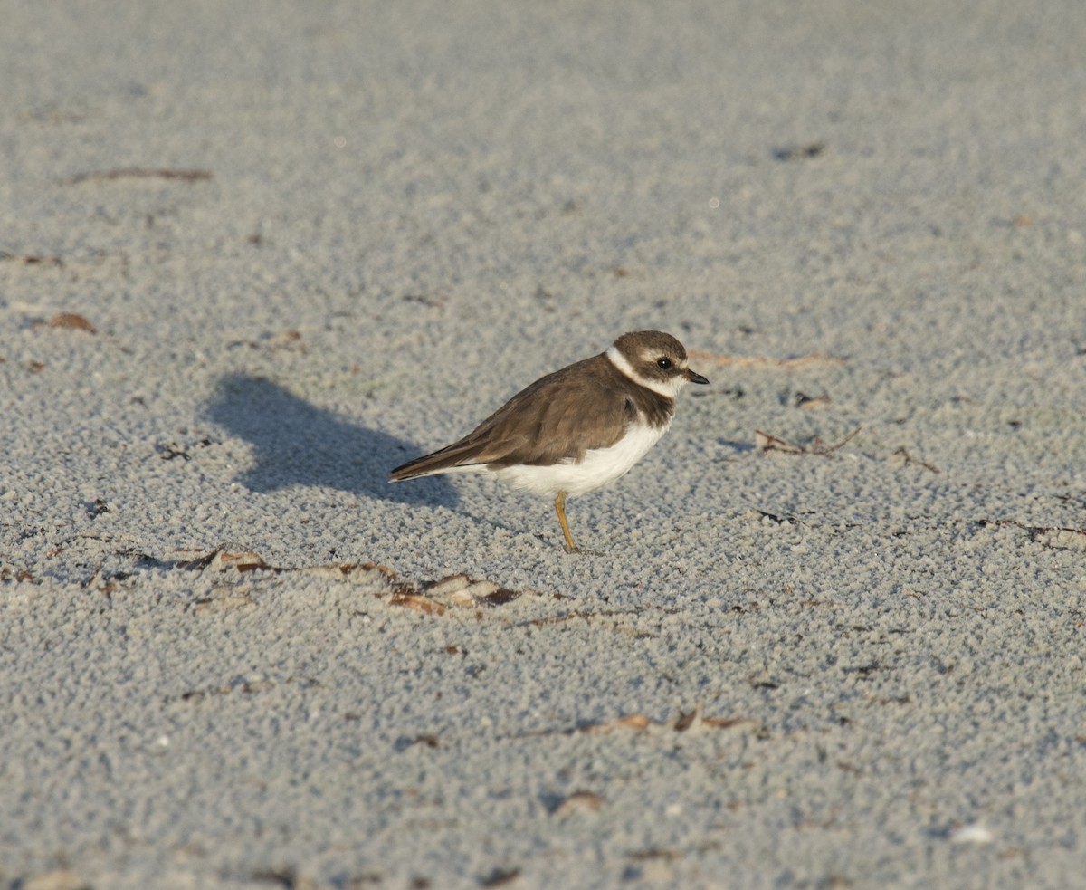 Semipalmated Plover - ML401831571