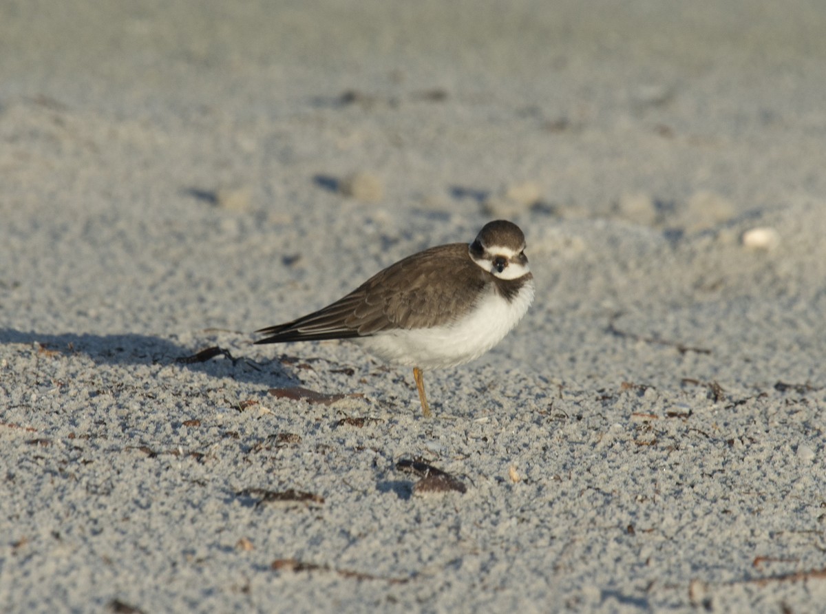 Semipalmated Plover - ML401831591