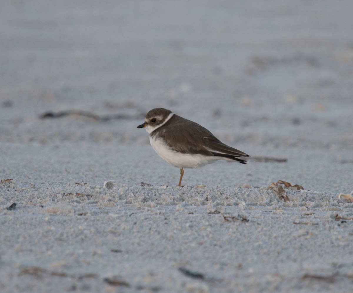 Semipalmated Plover - ML401831601