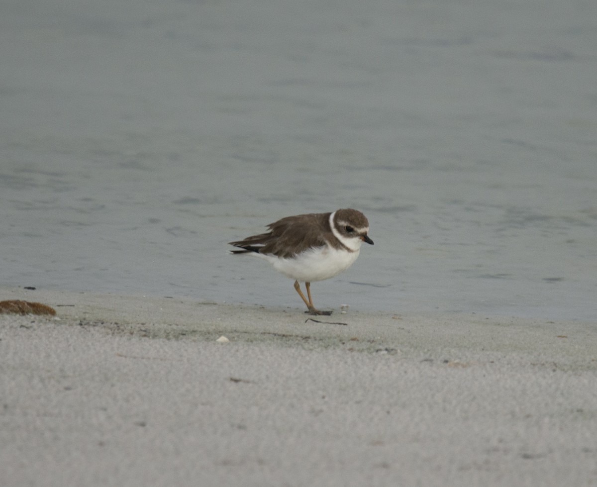 Semipalmated Plover - David Darrell-Lambert