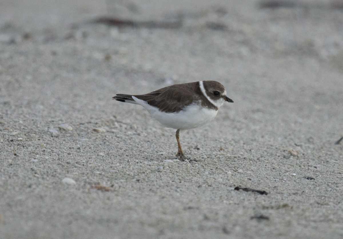 Semipalmated Plover - ML401831671