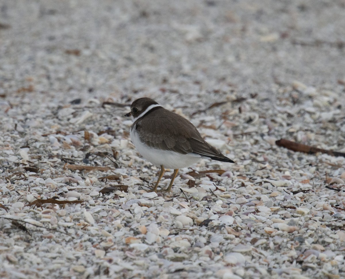 Semipalmated Plover - ML401831681