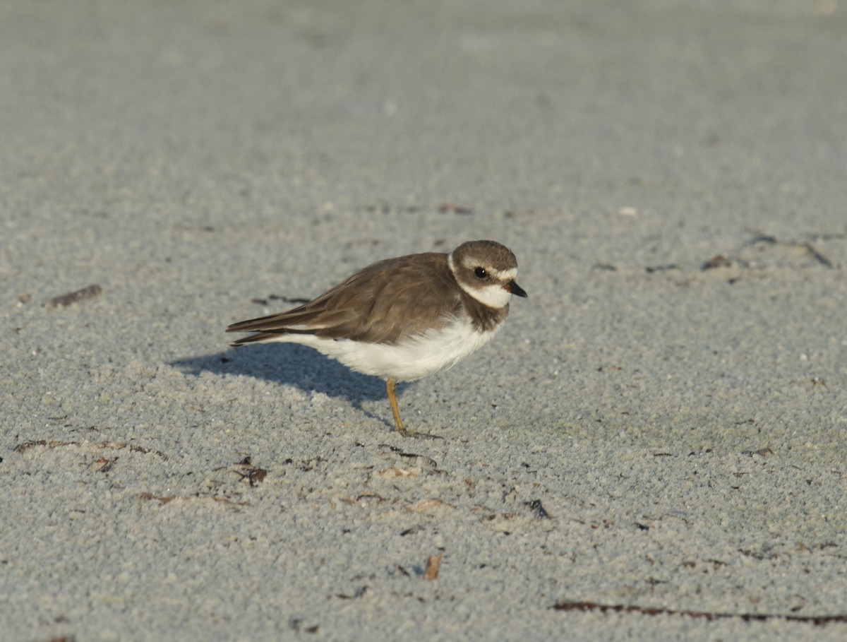 Semipalmated Plover - ML401831691