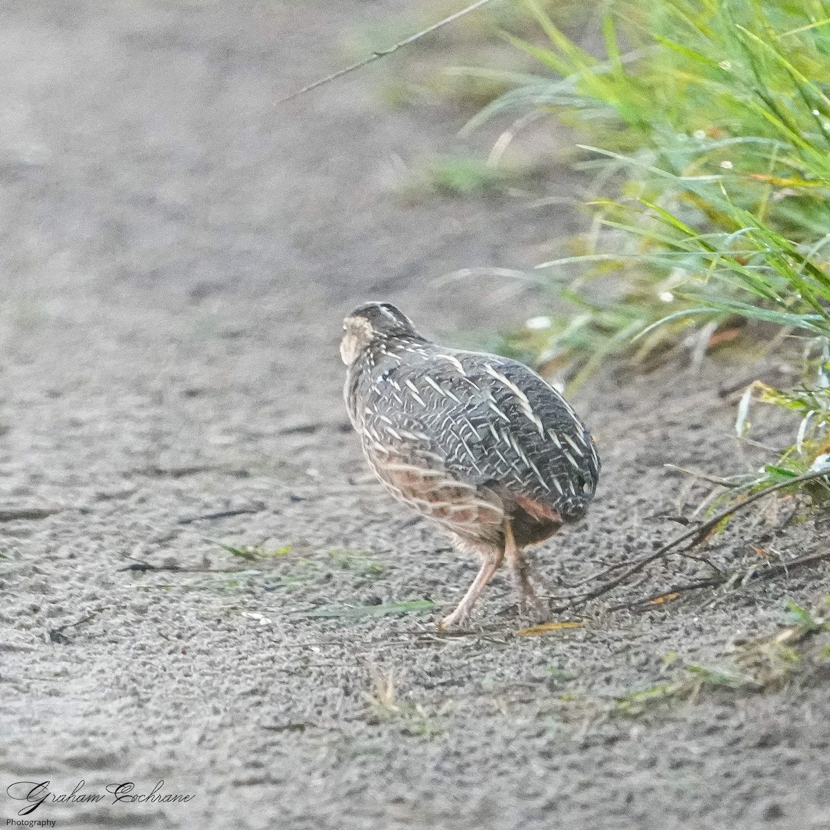 Harlequin Quail - ML401831721