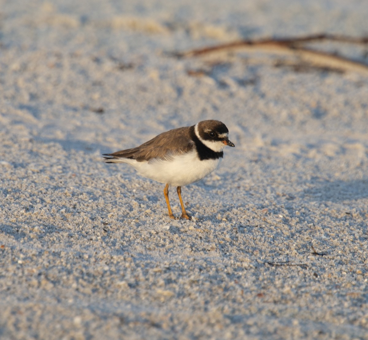 Semipalmated Plover - ML401832021