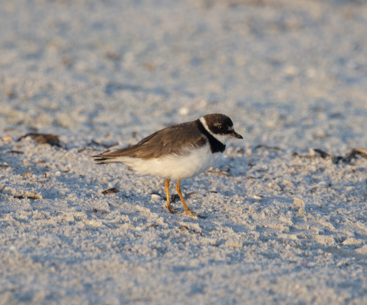 Semipalmated Plover - ML401832031