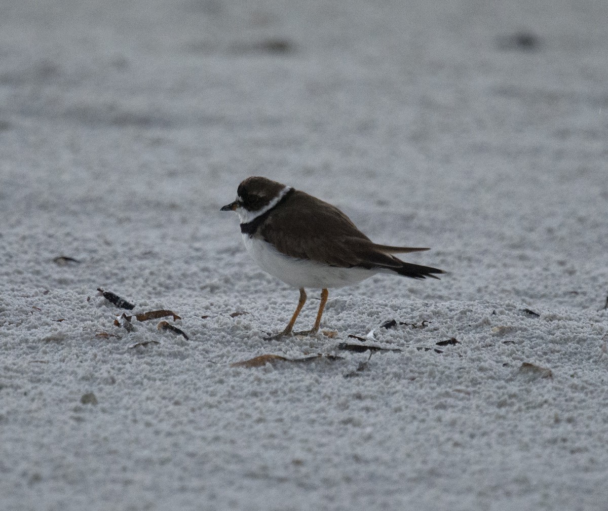 Semipalmated Plover - ML401832051