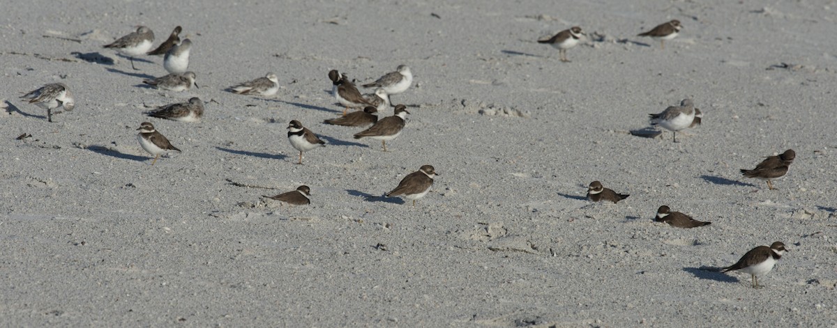 Semipalmated Plover - ML401832211