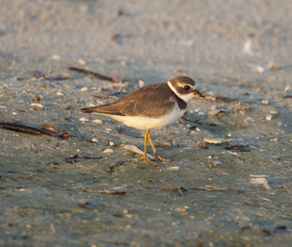 Semipalmated Plover - ML401832241