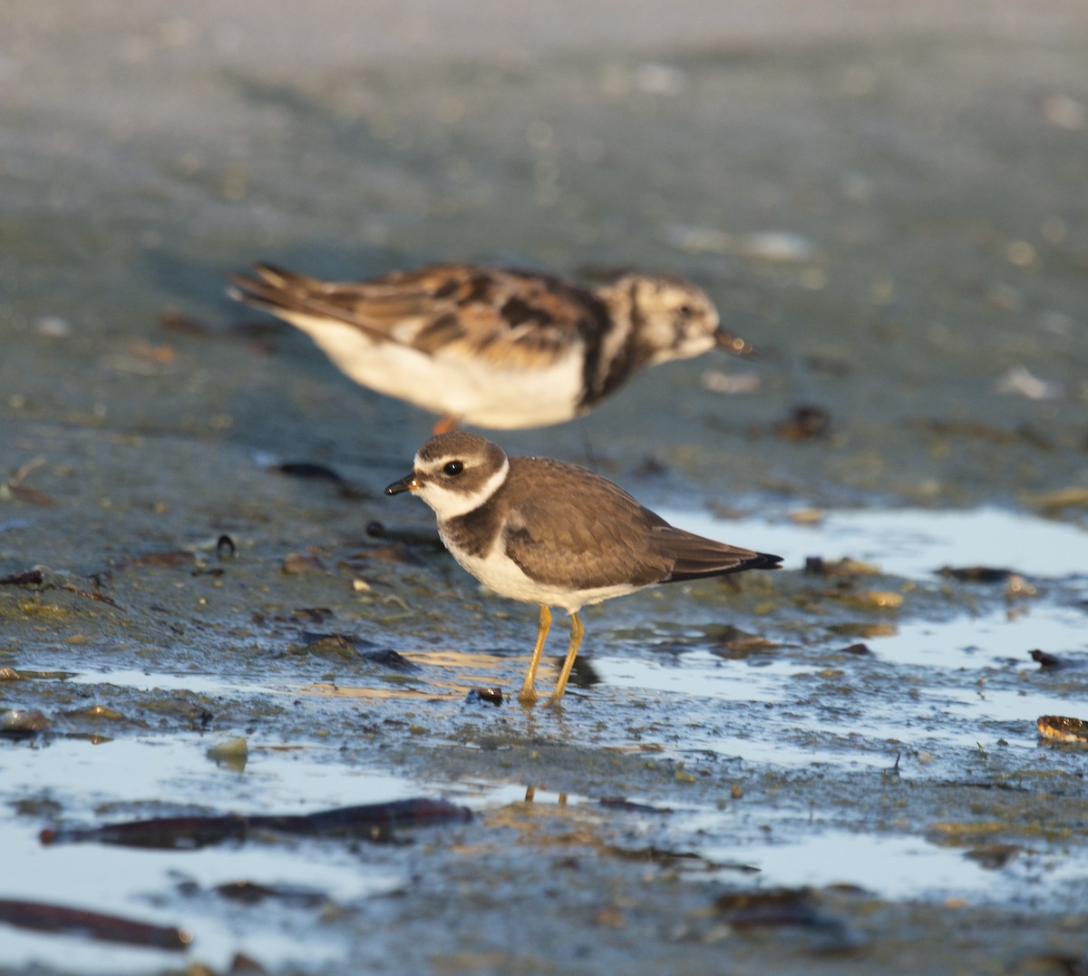 Semipalmated Plover - ML401832251