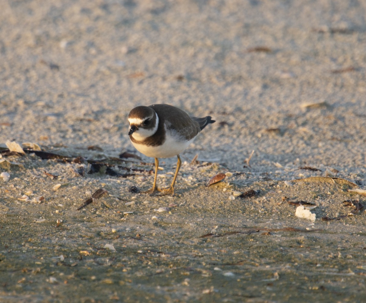 Semipalmated Plover - ML401832261