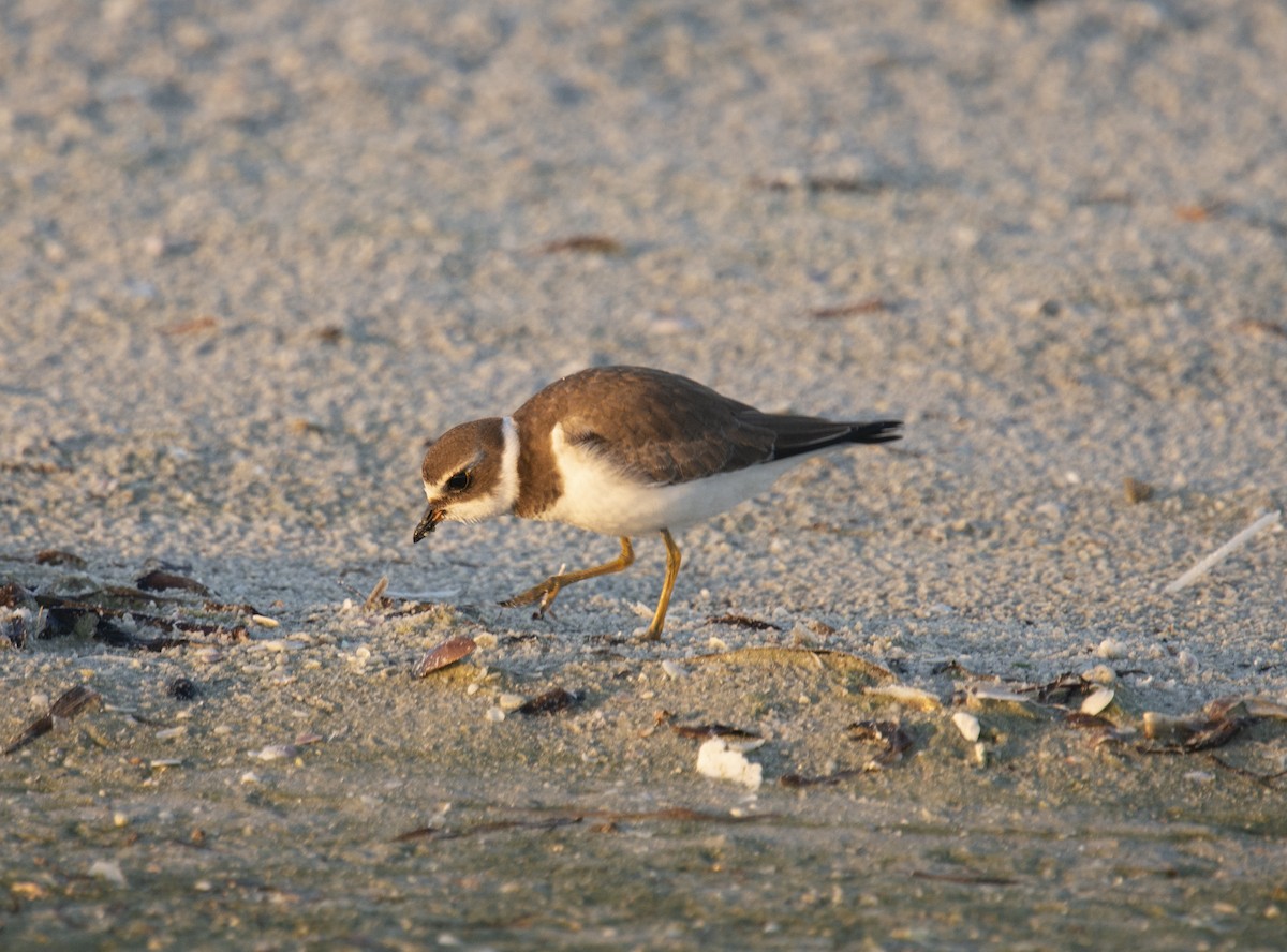 Semipalmated Plover - ML401832271