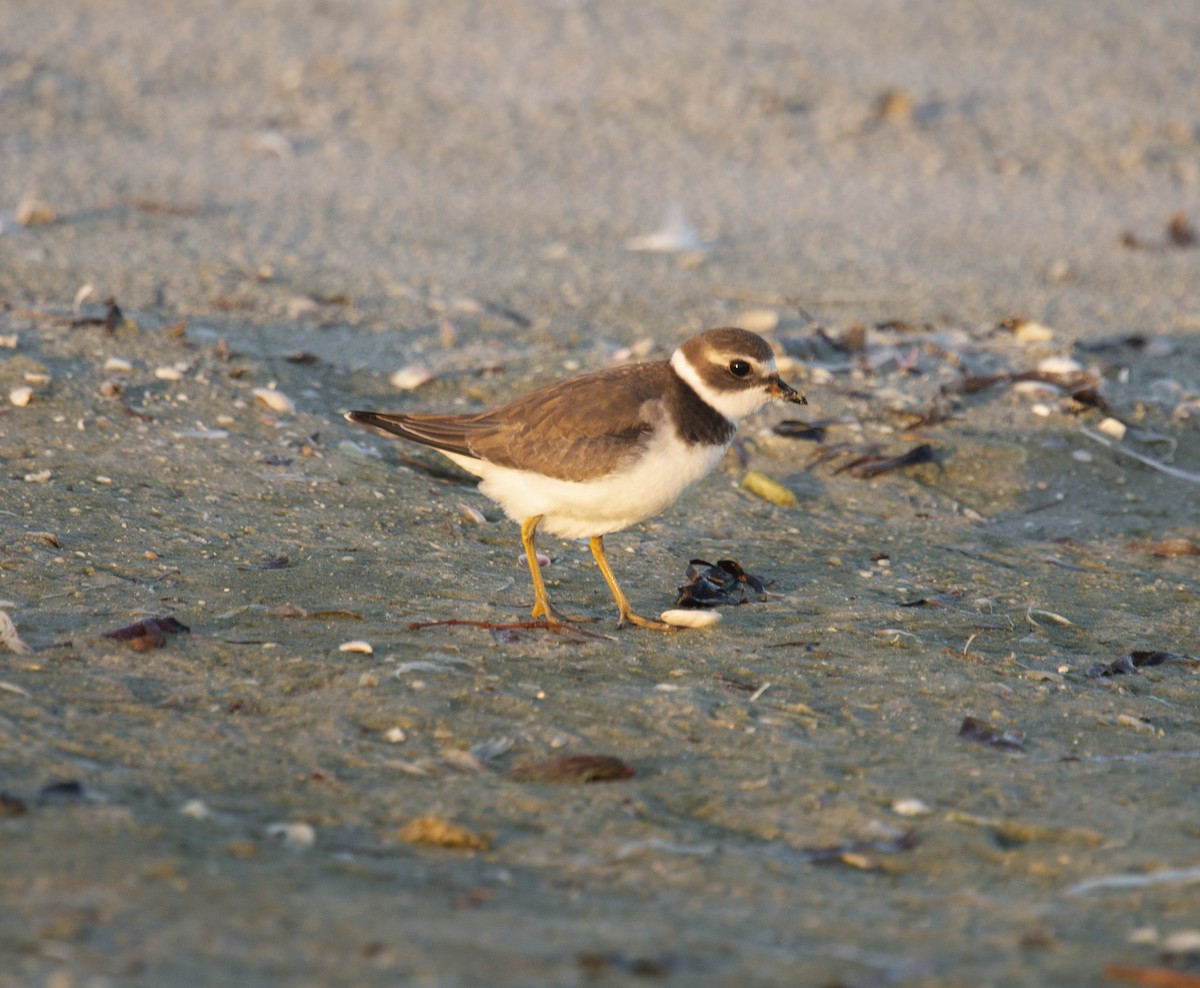 Semipalmated Plover - ML401832321