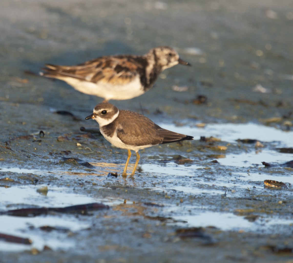 Semipalmated Plover - ML401832341