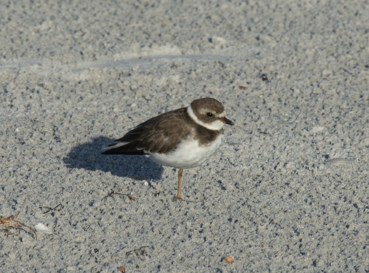 Semipalmated Plover - ML401832561