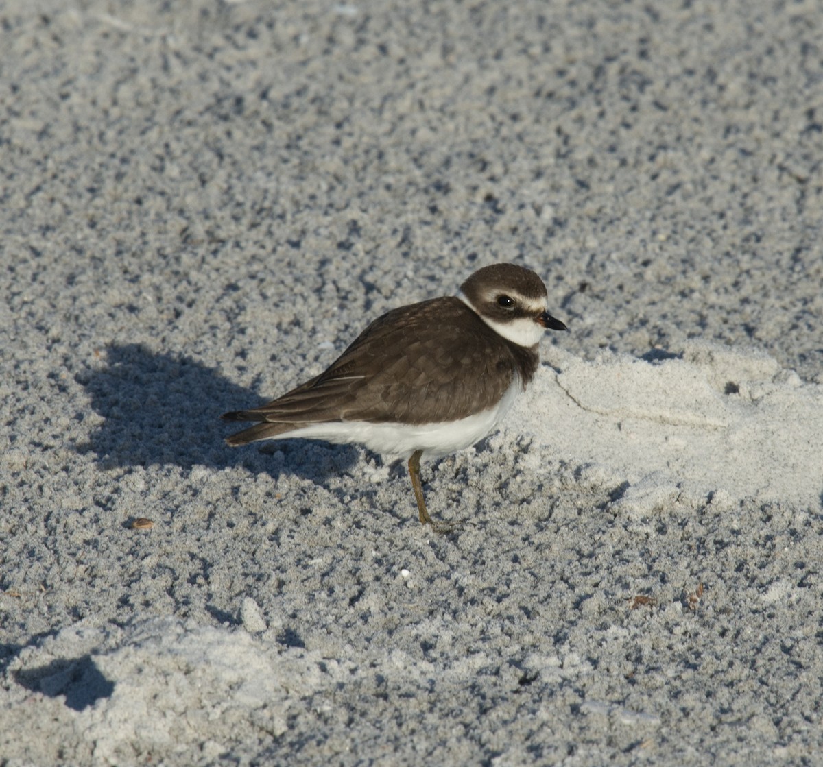 Semipalmated Plover - ML401832571