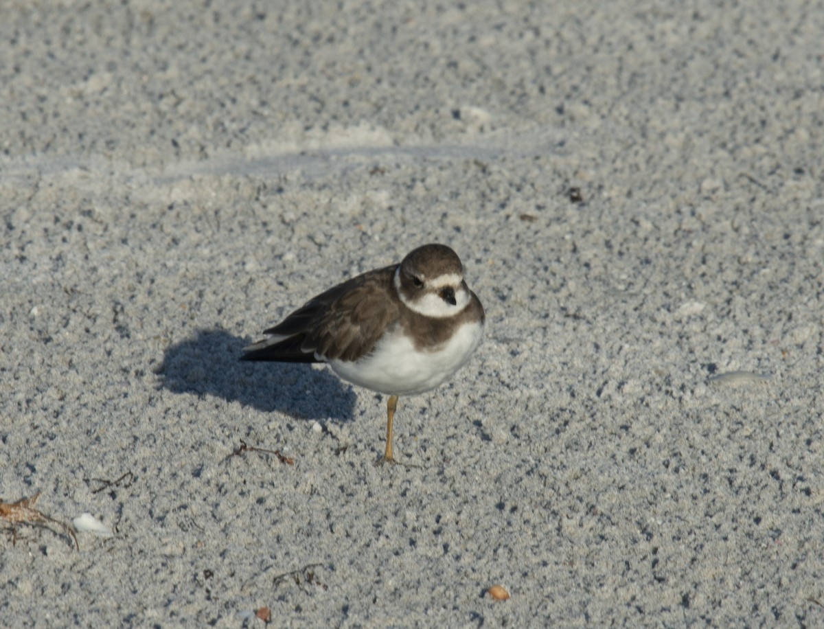 Semipalmated Plover - ML401832581