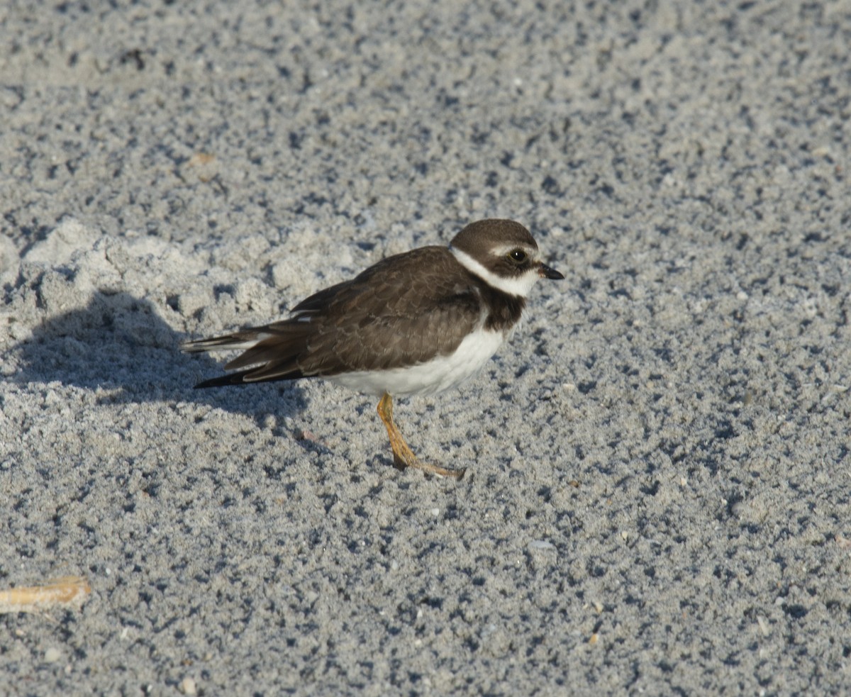 Semipalmated Plover - David Darrell-Lambert