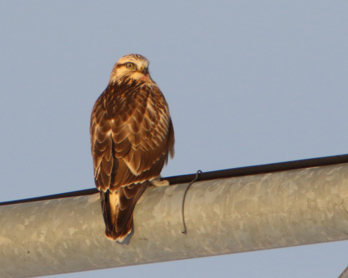 Rough-legged Hawk - ML401832631