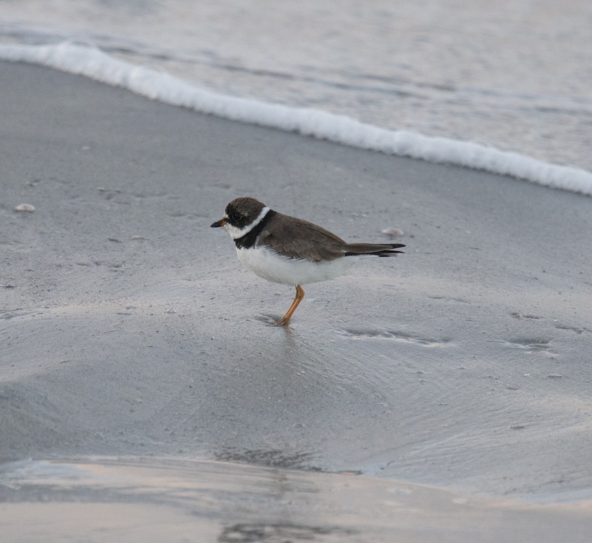 Semipalmated Plover - ML401832731