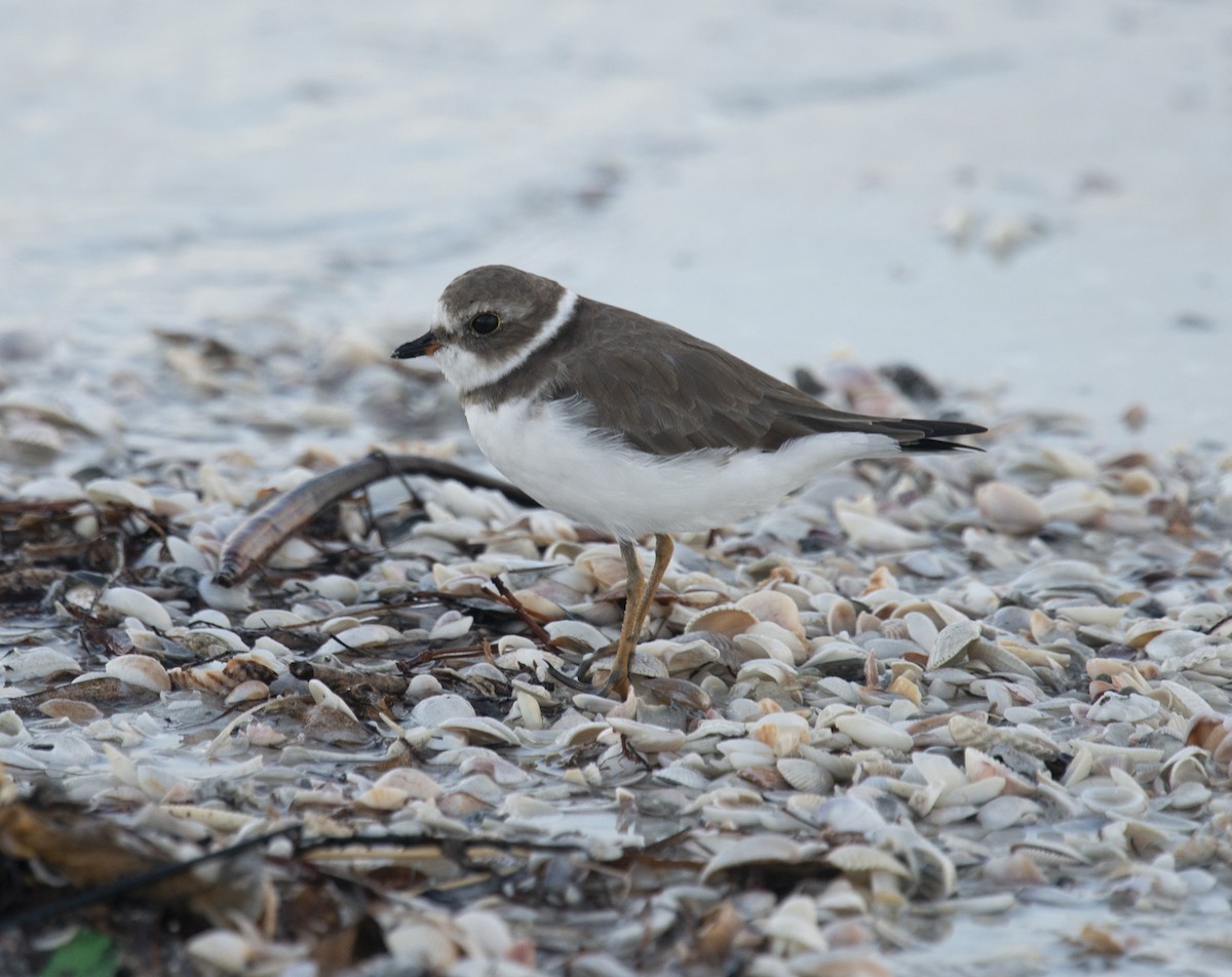 Semipalmated Plover - ML401832811