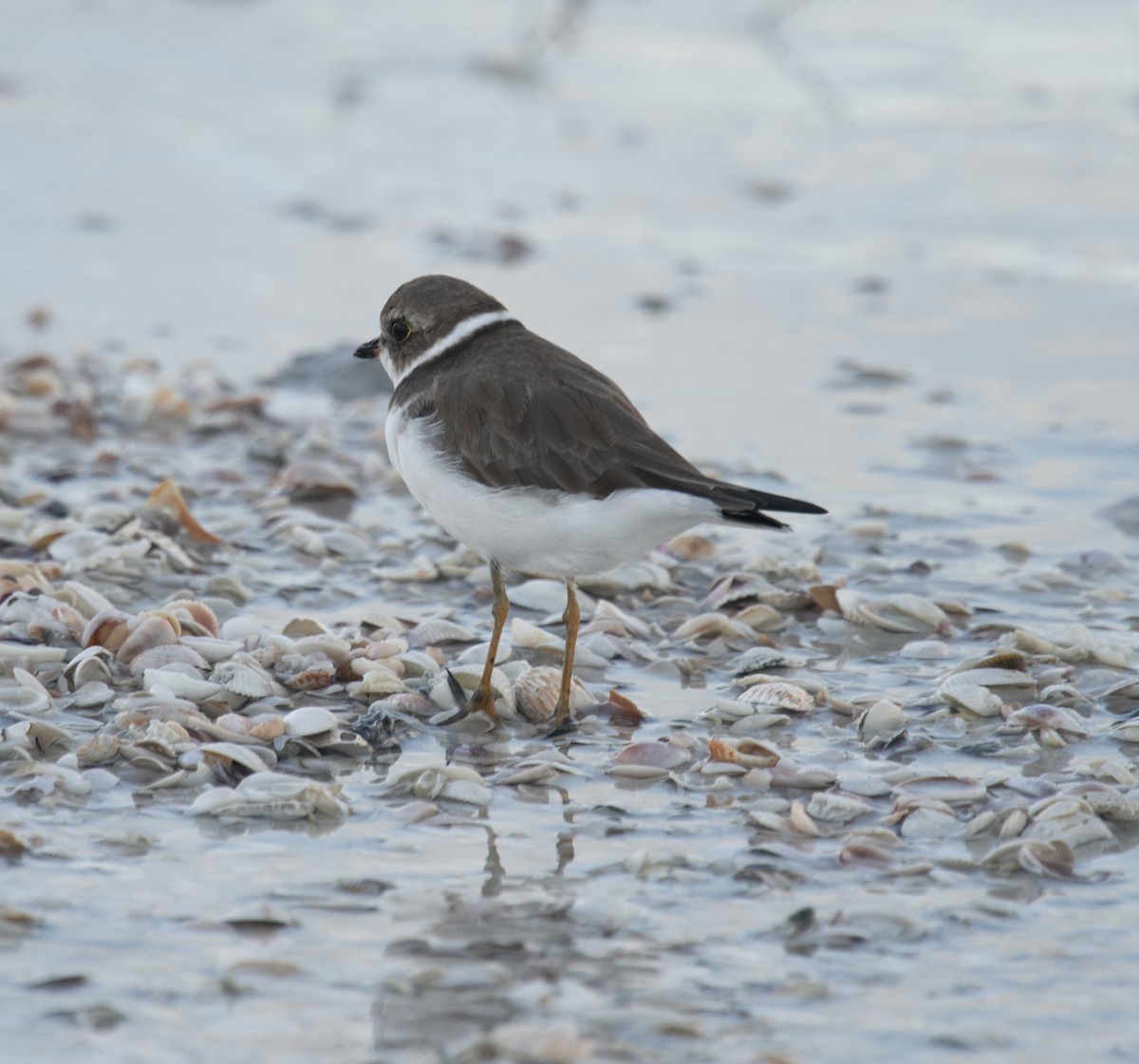 Semipalmated Plover - ML401832821