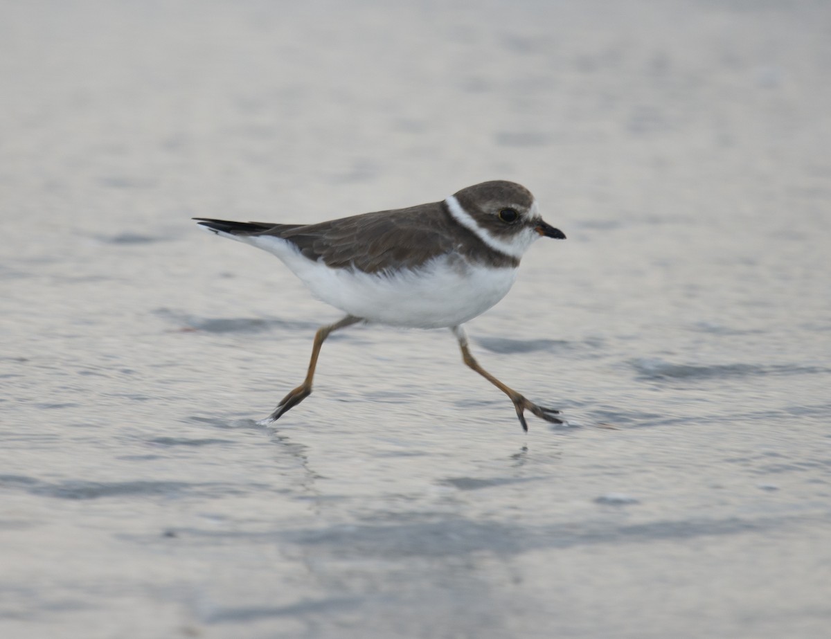 Semipalmated Plover - David Darrell-Lambert